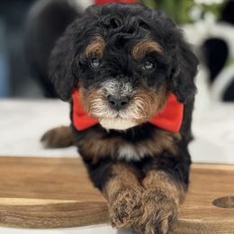 Rocket - Tri-color male Cavapoo puppy in Apple Valley, California from Fletcher Fuzzy Friends