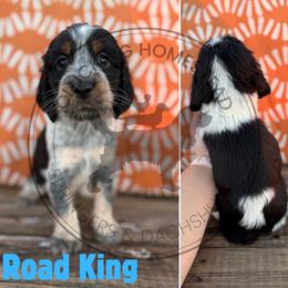 Road King - Black white and tan male English Springer Spaniel puppy in Fond Du Lac, Wisconsin from Clucking Homestead Springers & Dachshunds