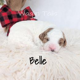 Belle - Blenheim female Cavapoo puppy in Amboy, Indiana from Wag'in Tails