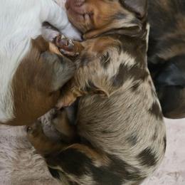 Willow - Dapple female Dachshund puppy in El Mirage, Arizona from Sunset Dachshunds