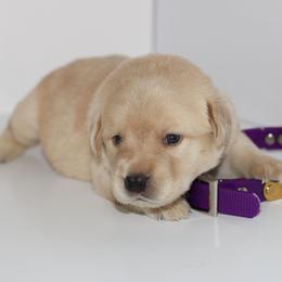 Cotton - Yellow female Labrador Retriever puppy in Morrilton, Arkansas from Ancient Dogges Performance Dogs