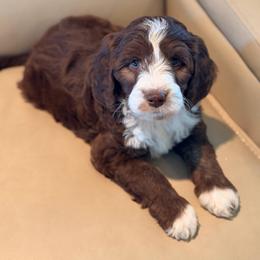 Kit Kat 3500 - Brown and white female Bernedoodle puppy in Royse City, Texas from Platinum Bernedoodles of Texas