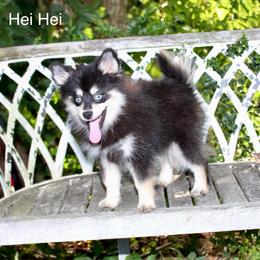 Hei Hei - Black and white male Pomsky puppy in Murfreesboro, Tennessee from Middle Tennessee Pomskies