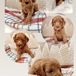 Bernedoodle, Goldendoodle, and Sheepadoodle Puppies from Maplesierradoodles