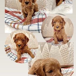 Bernedoodle, Goldendoodle, and Sheepadoodle Puppies from Maplesierradoodles