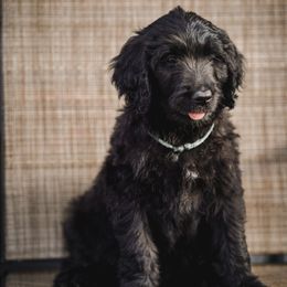 Demeter - Black female Goldendoodle puppy in Portsmouth, Virginia from Hopping Howlers Ranch