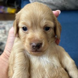Smudge - Cream male Dachshund puppy in Corona, California from M & M Doxies