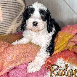 Ridge - Black and chalk male Australian Labradoodle puppy in Decatur, Alabama from Southern Meadows Doodles