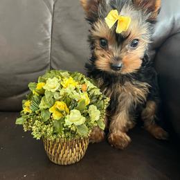 Neptune - Black and tan male Yorkshire Terrier puppy in Darrington, Washington from Seven Cedars Yorkies