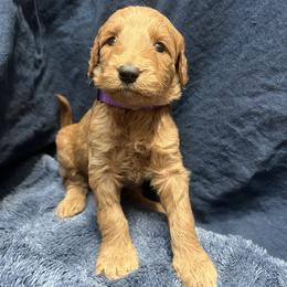 Marina - Red  female Goldendoodle puppy in Placerville, California from New Dawn Poodles and Doodles