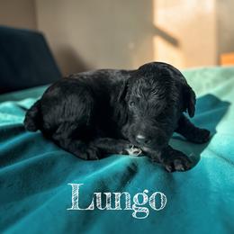 Lungo - Black male Poodle puppy in Ellenburg Center, New York from Kristin's Puppies