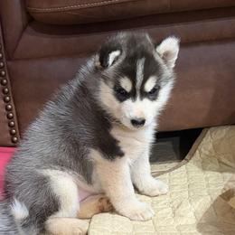 Jane - Black and white female Siberian Husky puppy in Loudon, Tennessee from Kristari Siberians