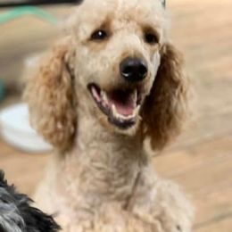 Golden Aussiedoodles, Goldendoodles, and Poodles from Doodles and Poodles Naturally