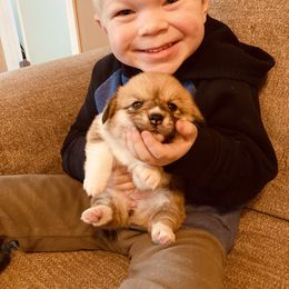 Pembroke Welsh Corgi Puppies from Boehm’s Pembroke corgis