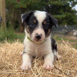 Boy 3 -BG - Tri-color male Border Collie puppy in Annona, Texas from Madeline's Border Collies