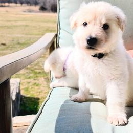 German Shepherd Puppies from Haven Farm