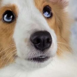 Lily - Shetland Sheepdog
