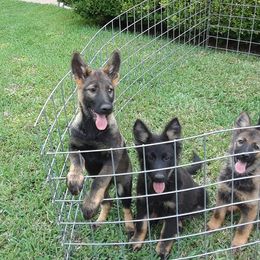 German Shepherds from Jackson's Dehaus Kennels