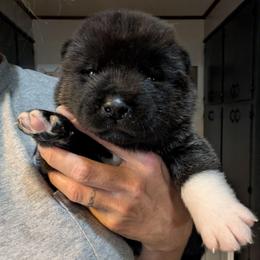 Nebula's Boy 1 - Black male Akita puppy in South Carolina from Sierra Mountain Akitas