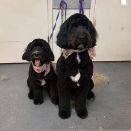 Cavapoo Puppies from Woodland poodles and Cavapoos