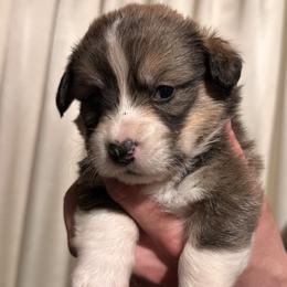 Pembroke Welsh Corgi puppies from Solstice Farm Corgis
