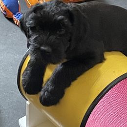 Giant Schnauzer Puppies from Hearthmore Giant Schnauzers