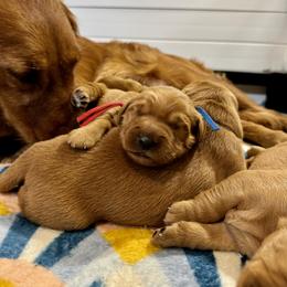 Golden Retriever Puppies from Pawmetto Goldens