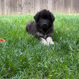 Doc (Pink) - Black and silver male Shiloh Shepherd puppy in Vancouver, Washington from North By Northwest Shilohs “NBNW”