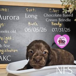 Aurora - Brindle female Dachshund puppy in Hoquiam, Washington from Heyd's Mini Dachshunds