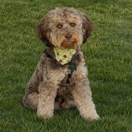 Hutch - Australian Labradoodle