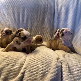 Monkey - Fawn and white male Bulldog puppy in Bradleyville, Missouri from HurstBulldogs