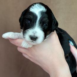 Thor - Black tri-color male Aussiedoodle puppy in New Durham, New Hampshire from Ridgeview Aussiedoodles