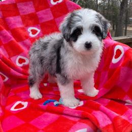 Josie - Blue merle female Aussiedoodle puppy in Charleston, Arkansas from Lazy S Aussies