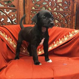 Xoloitzcuintli Puppies from Xolos Jazmin