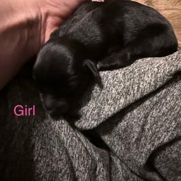 Nora - Black tri female Miniature Australian Shepherd puppy in Romney, West Virginia from South Branch Mini Aussies