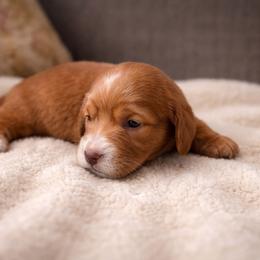 Ireland - Red female Dachshund puppy in Springfield, Missouri from Queen City Sausage Dogs