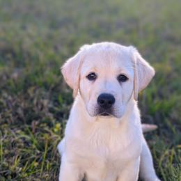 Labrador Retriever Puppies from BAK Forty Ranch