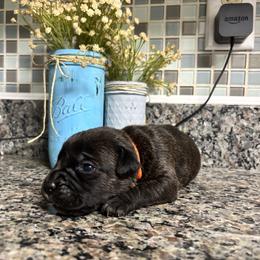 Orange Collar - Black brindle female Cane Corso puppy in Beech Island, South Carolina from Relic Cane Corso