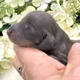 Iggy - Blue and cream male Dachshund puppy in Exeter, California from Sawtooth Miniature Dachshunds