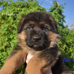 Blue - Black and red male German Shepherd puppy in Orlando, Florida from AceHaven Canines