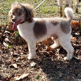 Parti - Poodle