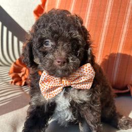 Male 4 - Phantom male Poodle puppy in Flint, Michigan from Anytime Doodles