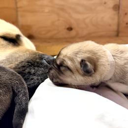 Boy 1 - Fawn male Anatolian Shepherd Dog puppy in Kalispell, Montana from Wild Rooster Family Farm – AKC Anatolian Shepherd Breeder, OFA Health Tested
