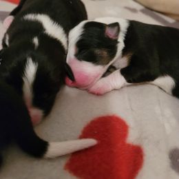 Girl 2 - Border Collie puppy in Montesano, Washington from Misty Mountain Border Collies