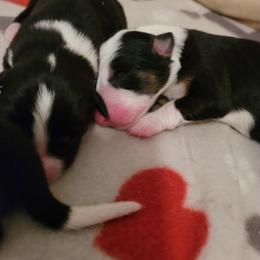 Girl 2 - Border Collie puppy in Montesano, Washington from Misty Mountain Border Collies
