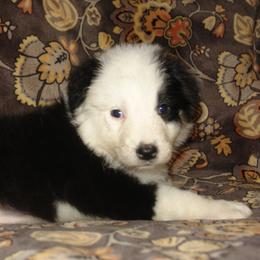 Australian Shepherds from Glissoning Holler Farm