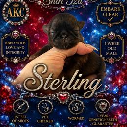Sterling - Brindle male Shih Tzu puppy in Dallas, Texas from Almost Heaven Shih Tzu
