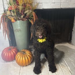Stella - Chocolate female Goldendoodle puppy in Arlington, Texas from Chambers Doodle Patch