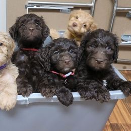 Goldendoodles from Old Home Place Doodles