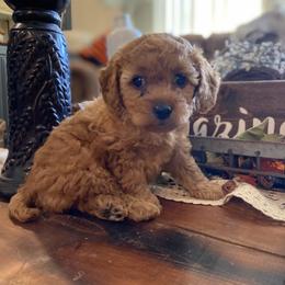 Cavapoo and Goldendoodle Puppies from Magnolia Prairie Doodles